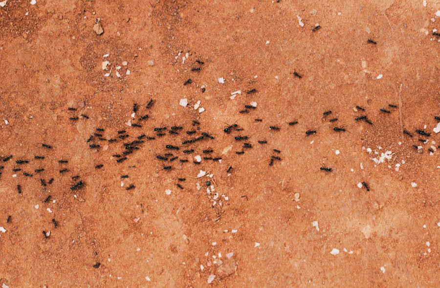 Datteln mit Insekten: So erkennt Ihr betroffene Früchte