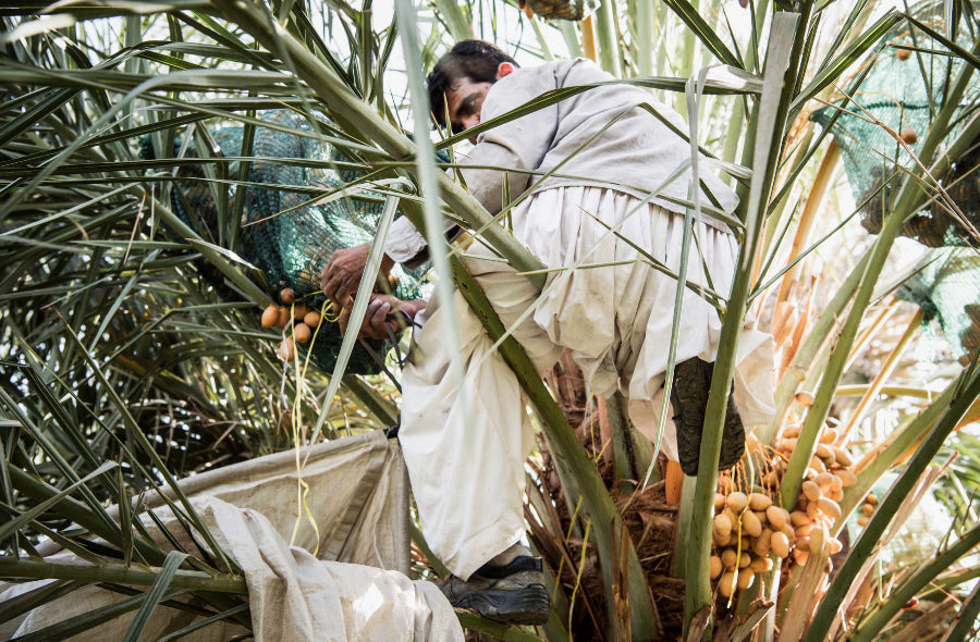 Datteln mit & ohne Pestizide: Der feine Unterschied im Anbau