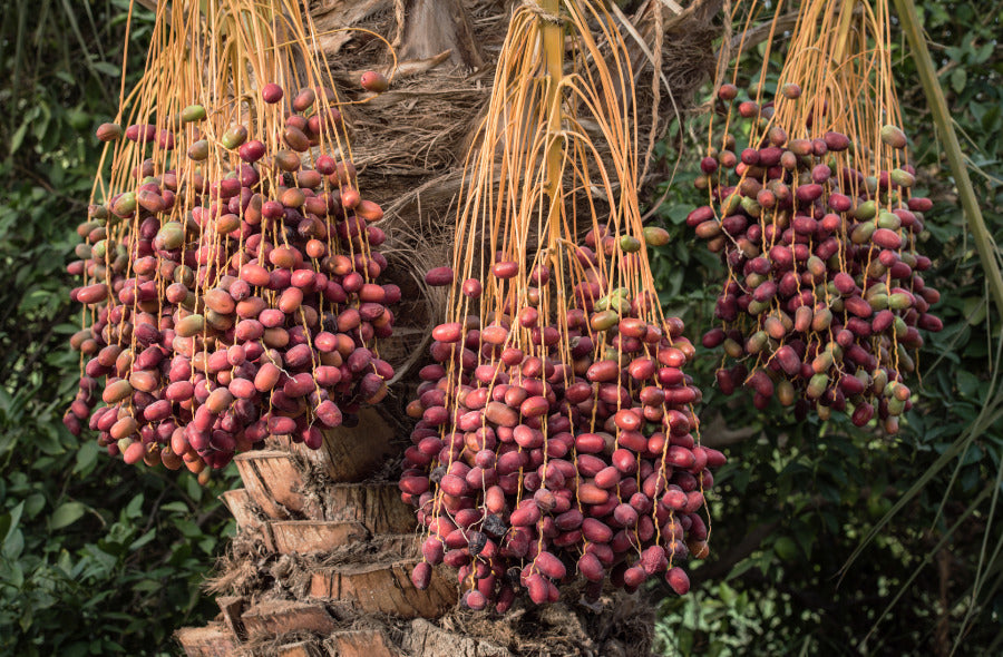 Datteln bester Qualität: Auf welche Merkmale es ankommt