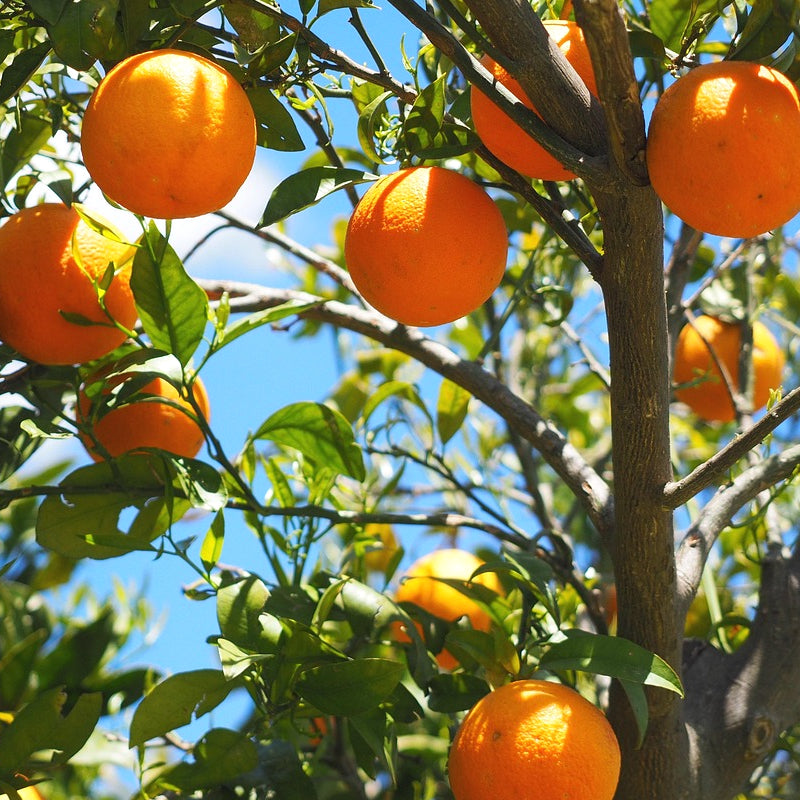 Orangen