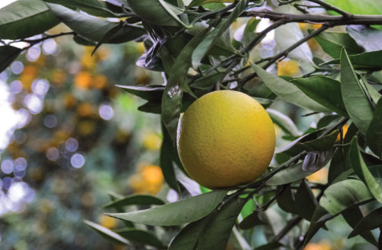 Bio Orangen und Grapefruits aus Permakultur
