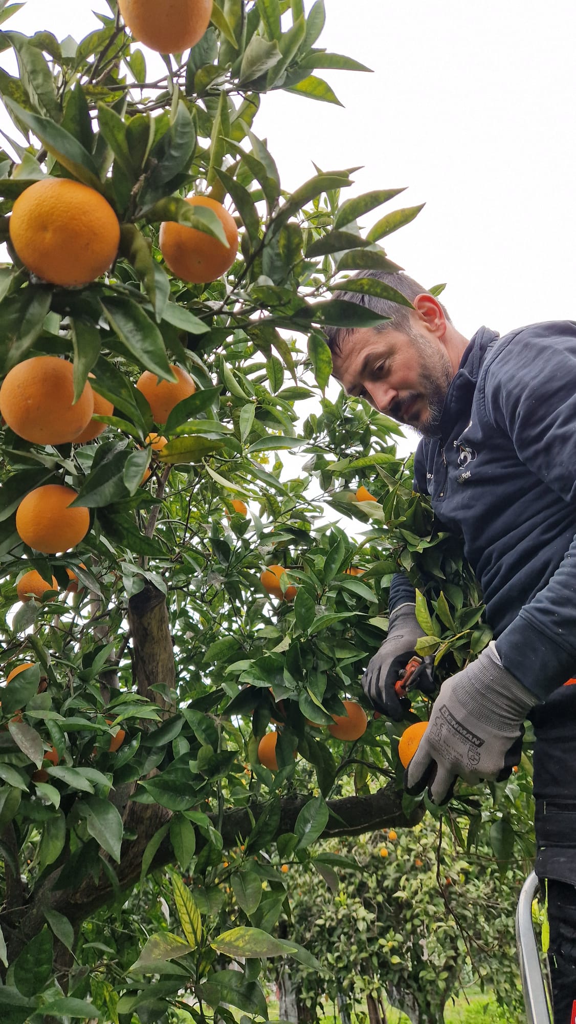 Orangen